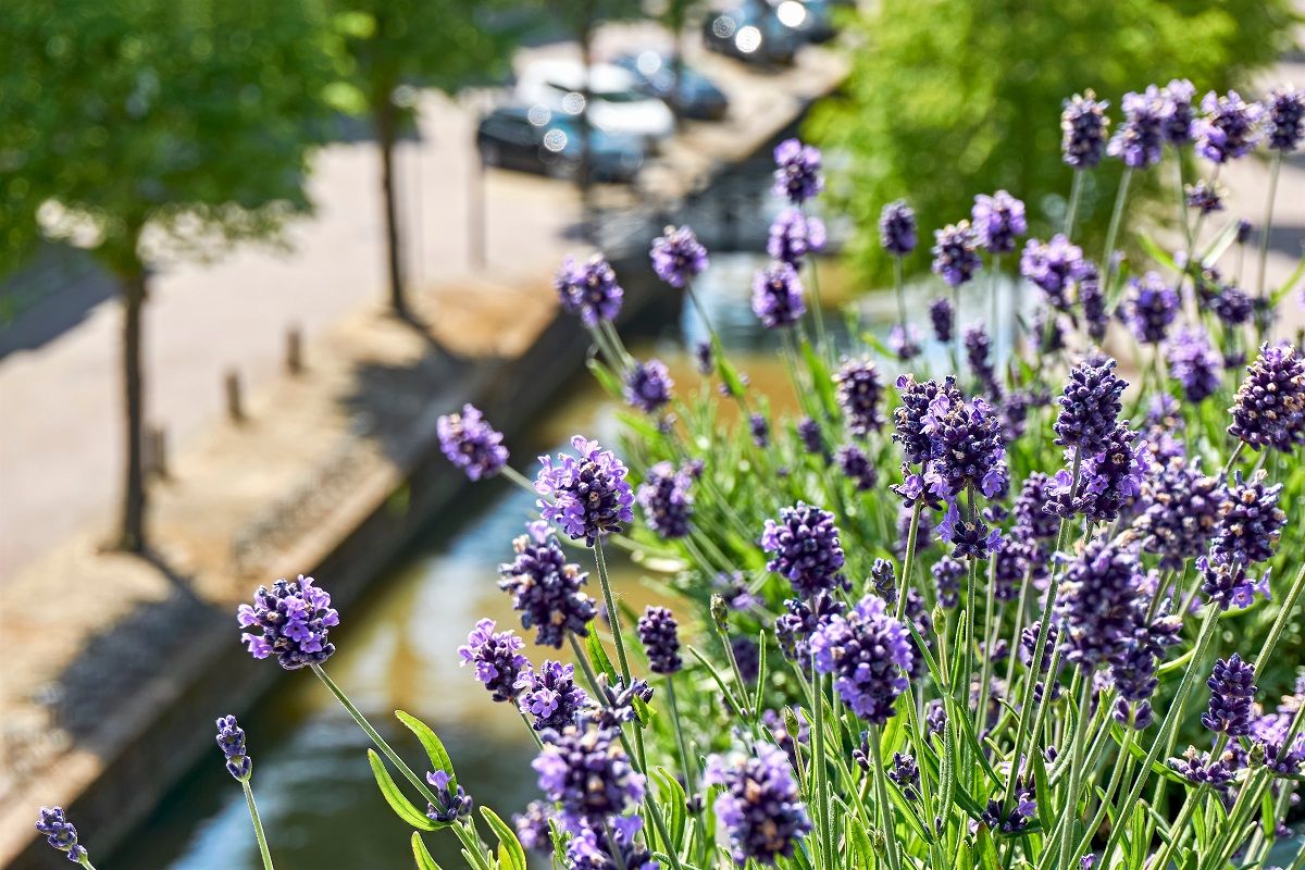 Legyen bárhol a levendula, erkélyen vagy a kertben, mindenhol illatos dísze a környezetünknek /Fotó: Shutterstock