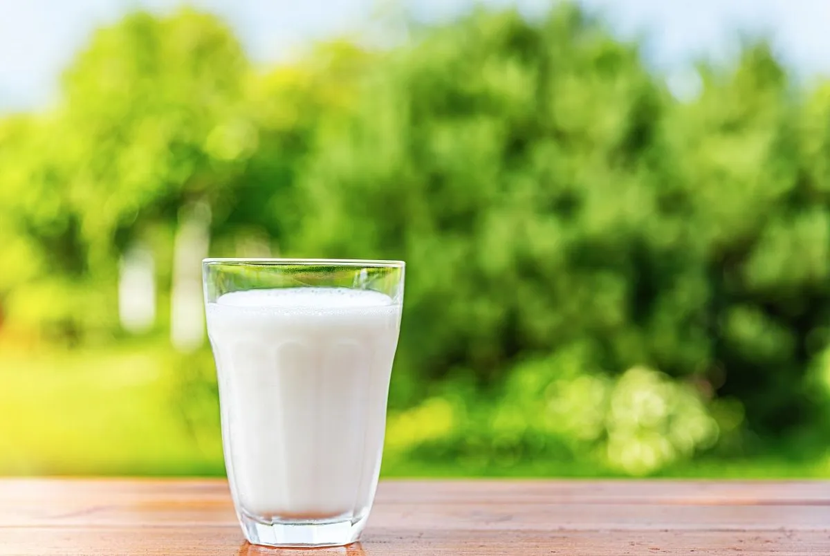A tej az egyik legjobb szomjoltó a nyári melegben / Fotó: Shutterstock