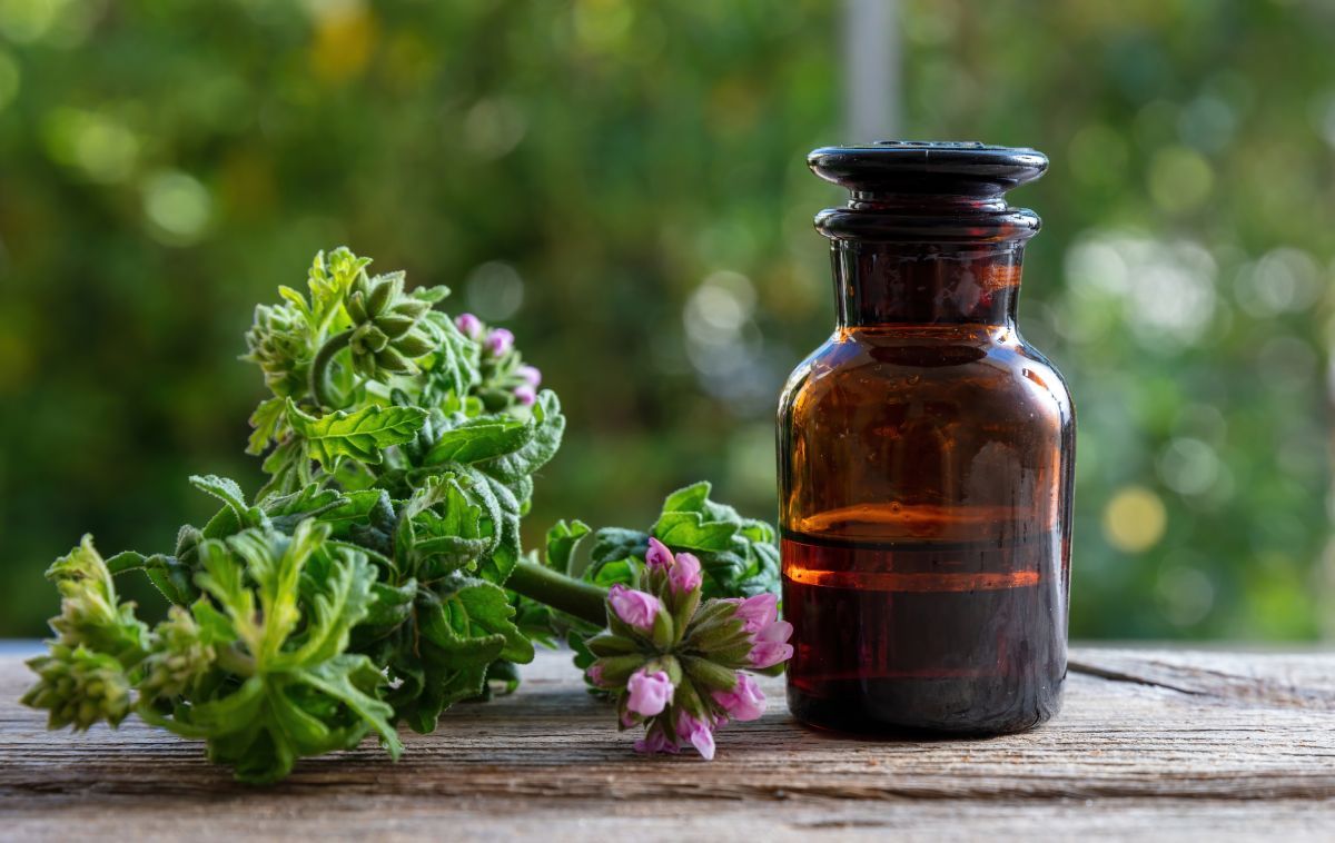 A citronella távol tartja a szúnyogokat / Fotó: Shutterstock