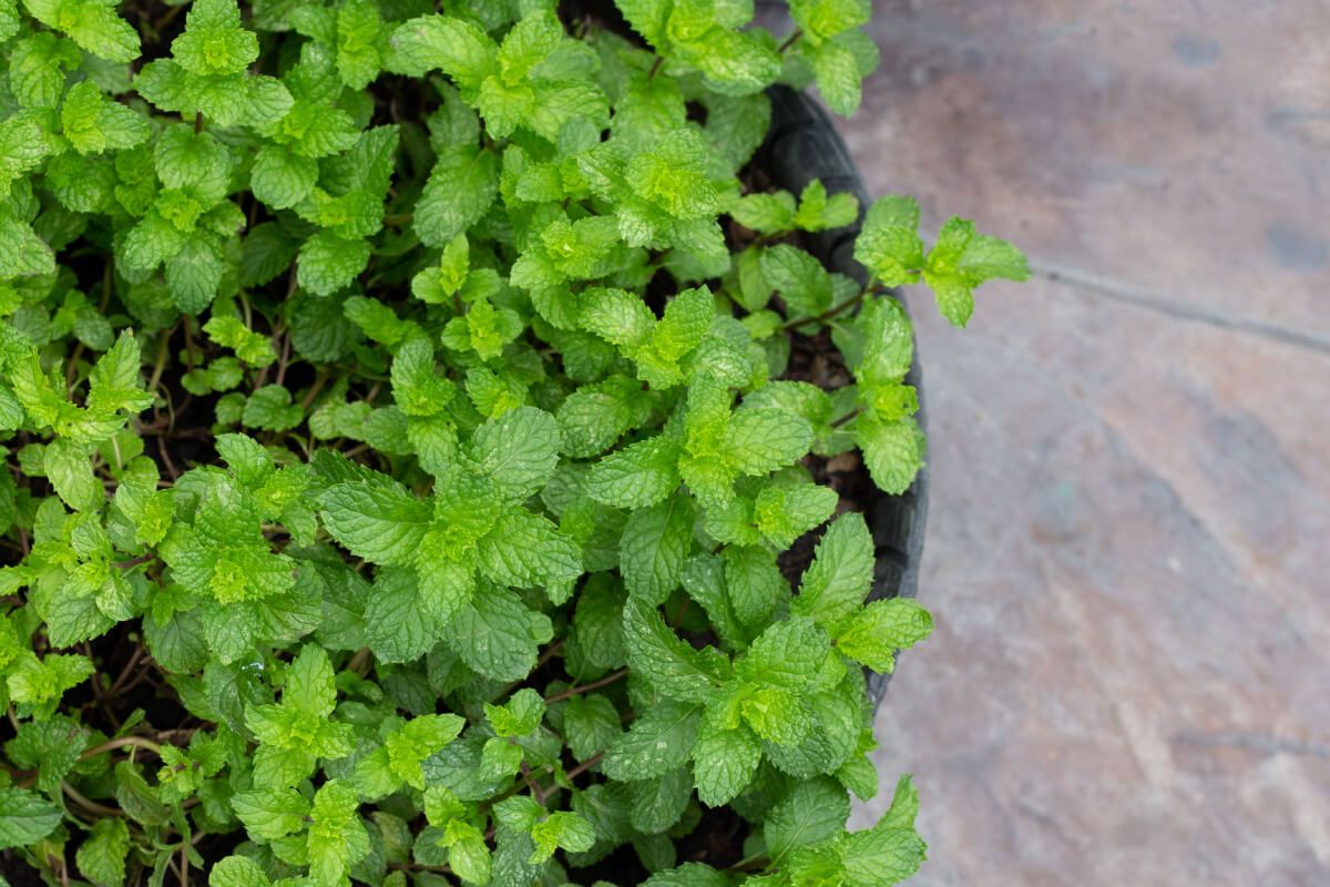 A frissítő menta távol tartja a szúnyogokat, de csípés esetén is hatásos /Fotó: Shutterstock