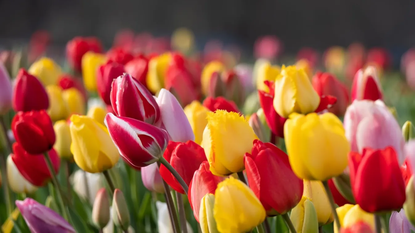 Tulipán / Fotó: Shutterstock