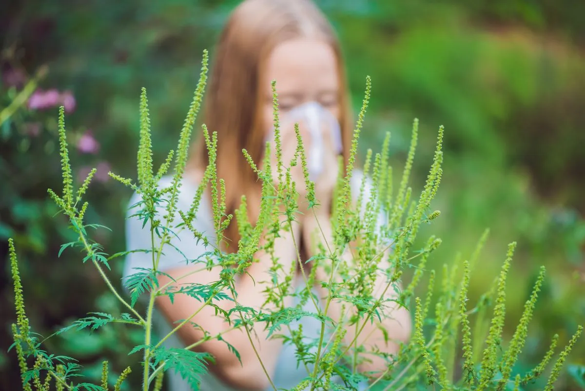 Az allergiásoknak pokoli lehet a július-augusztus / Fotó: Shutterstock