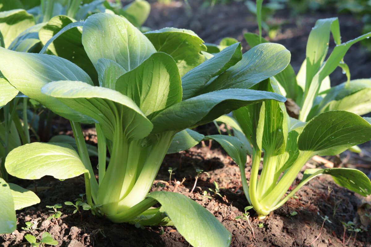 A bordáskel, avagy pak choi, kifejezetten szereti a meleget /Fotó: Shutterstock