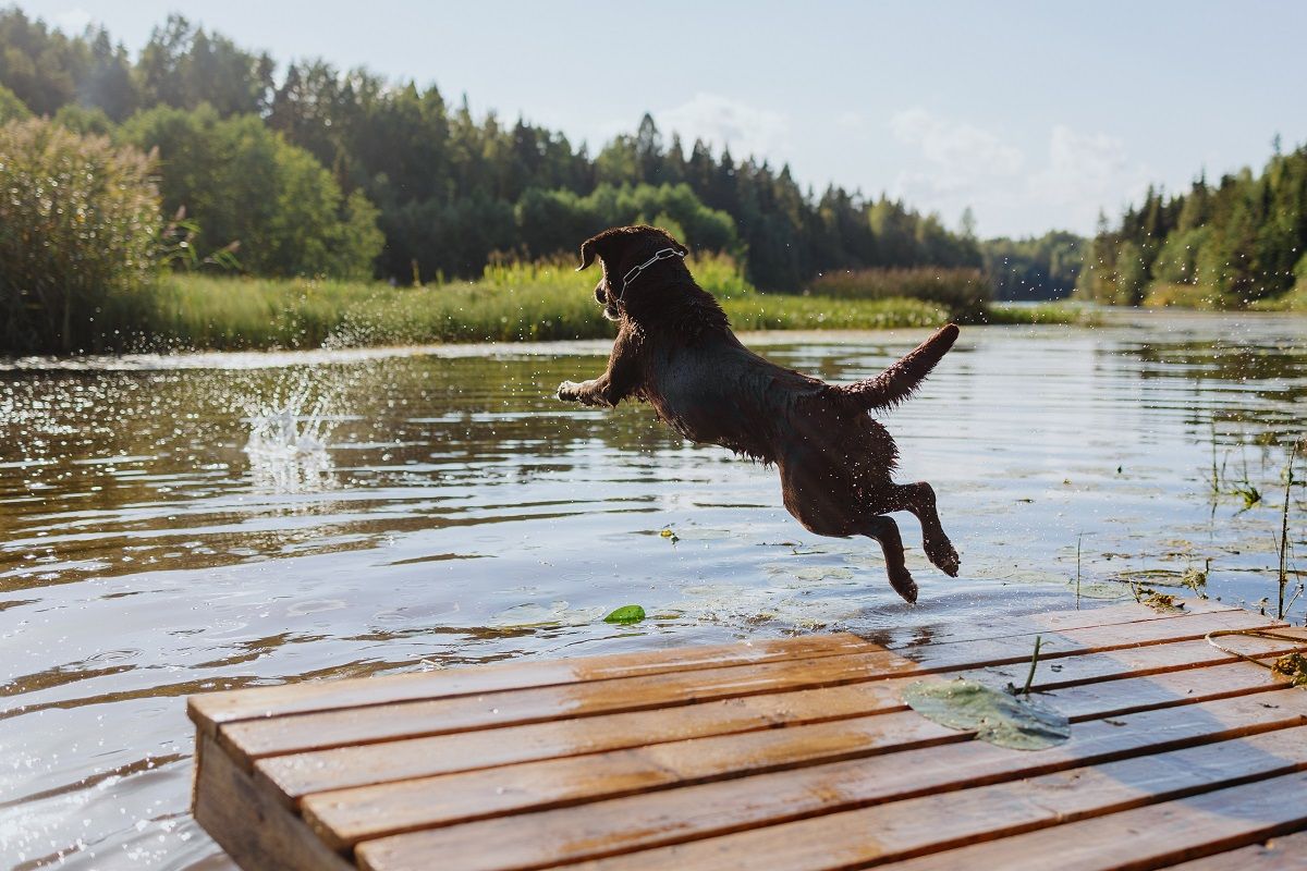 A kutyust sem kell otthon hagyni, ha strandolni megyünk  / Fotó: Shutterstock