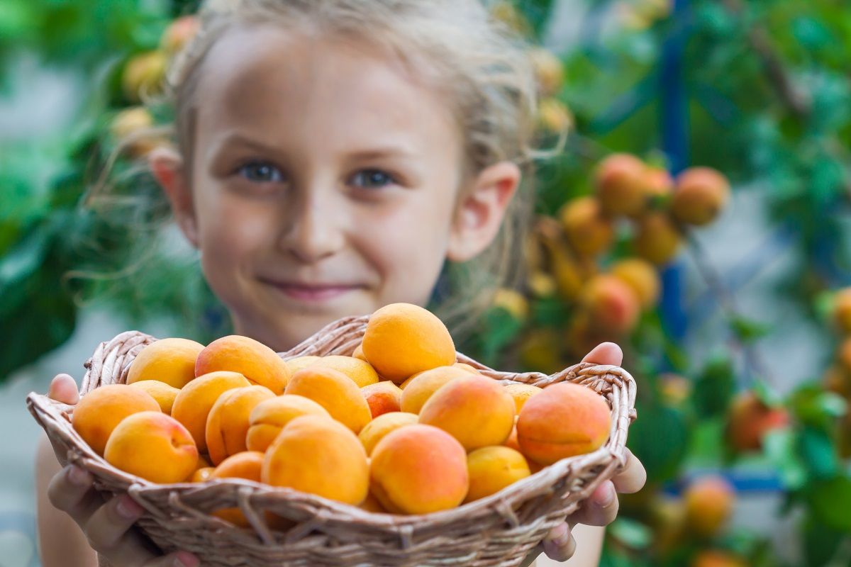 Vannak olyan helyek, ahol gyerekek is szedhetik a gyümölcsöt / Fotó: Shutterstock