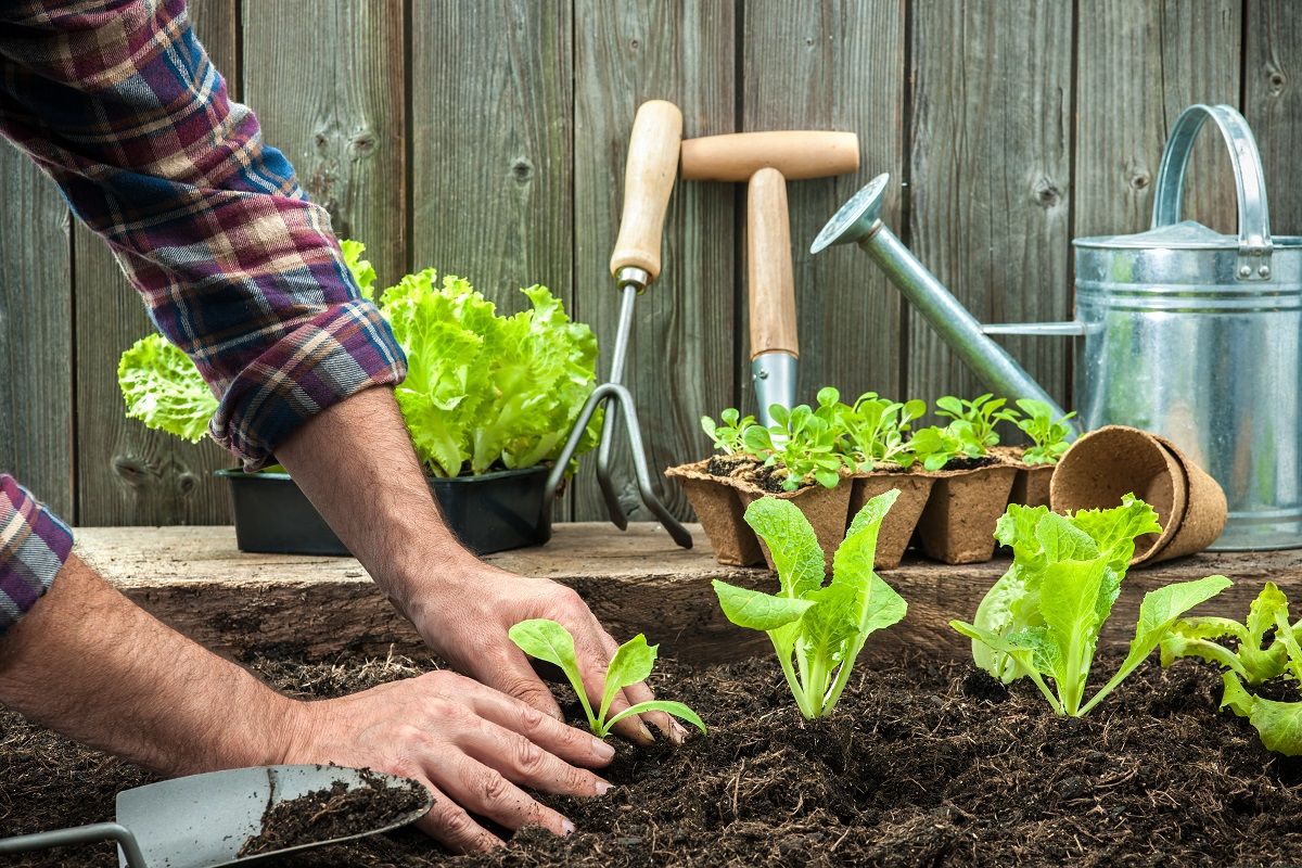 Ültetés előtt érdemes megtervezni, hogy milyen növények kerülnek egymás mellé / Fotó: Shutterstock