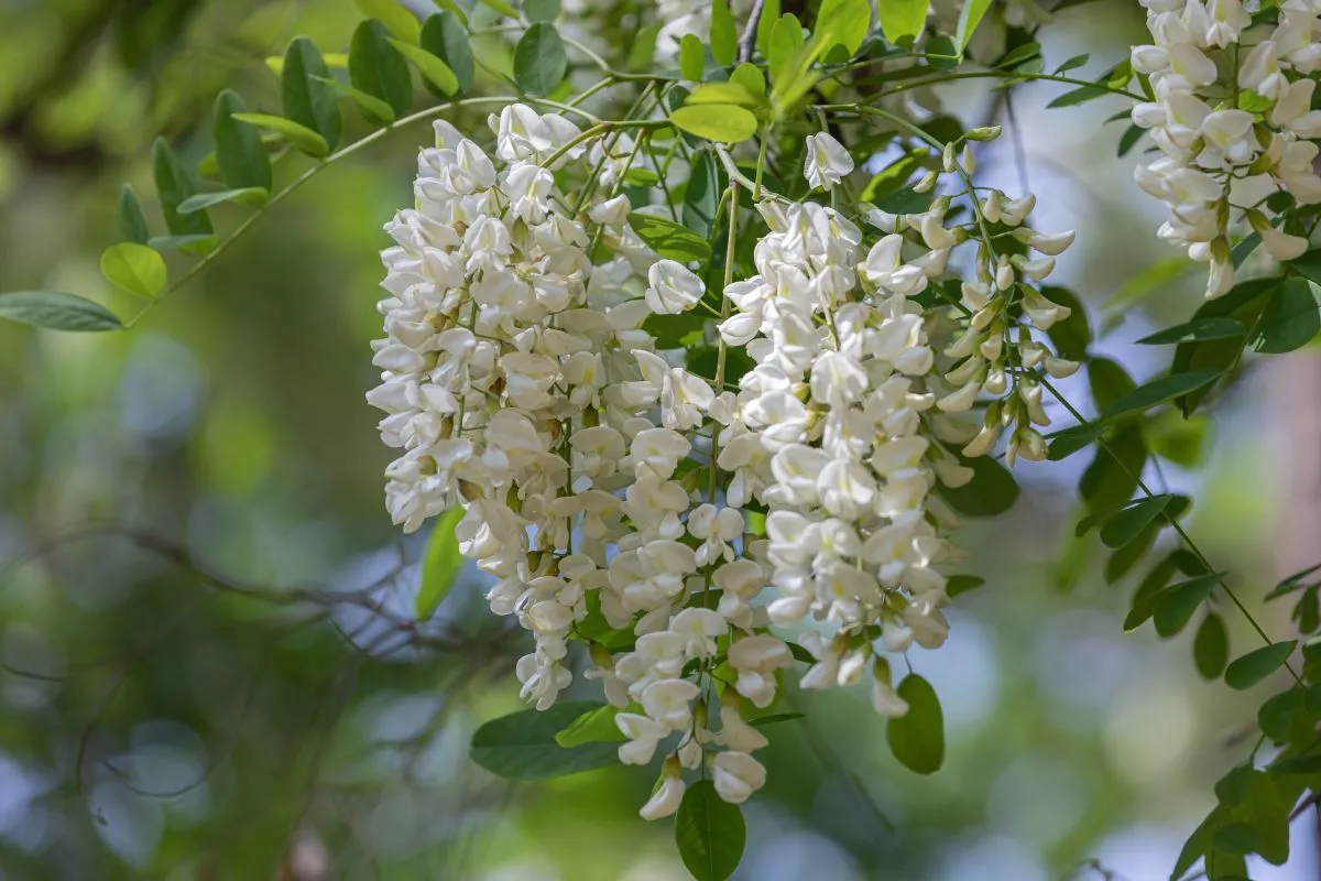 Csak a szép, egészséges leveleket használd fel! / Fotó: Shutterstock