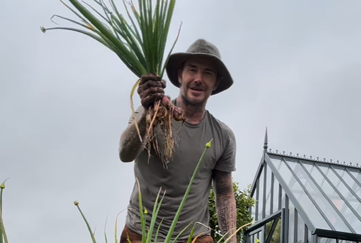 David Beckham büszkén mutatja frissen szedett újhagymáit