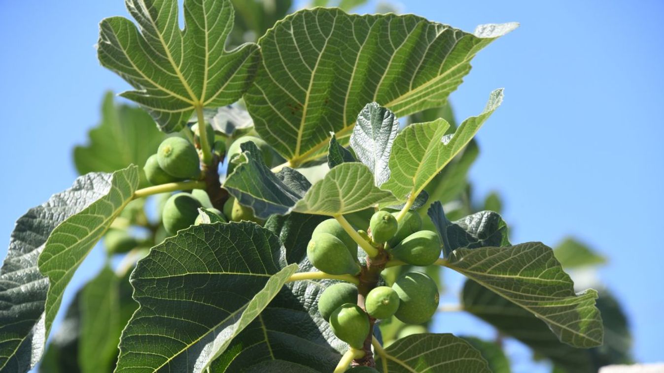 A fügefa szaporítása: ezzel a módszerrel garantált a siker!