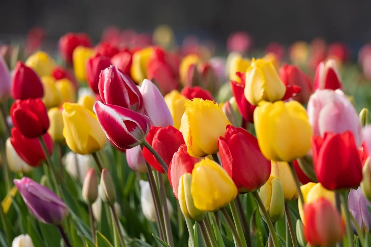 Jövőre is szépek lesznek a tulipánok, ha átülteted a növény hagymáit / Fotó: Shutterstock