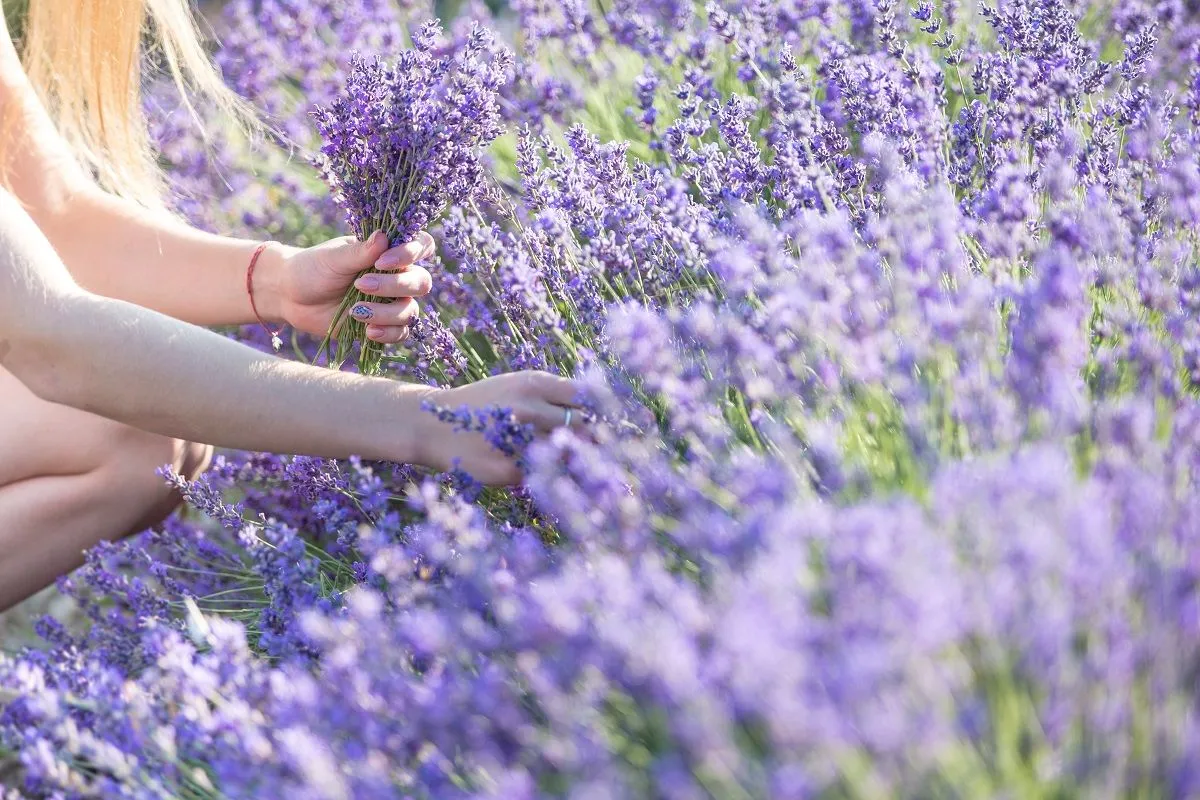 A levendulaszüret általában június végétől egészen július elejéig tart  /Fotó: Shutterstock