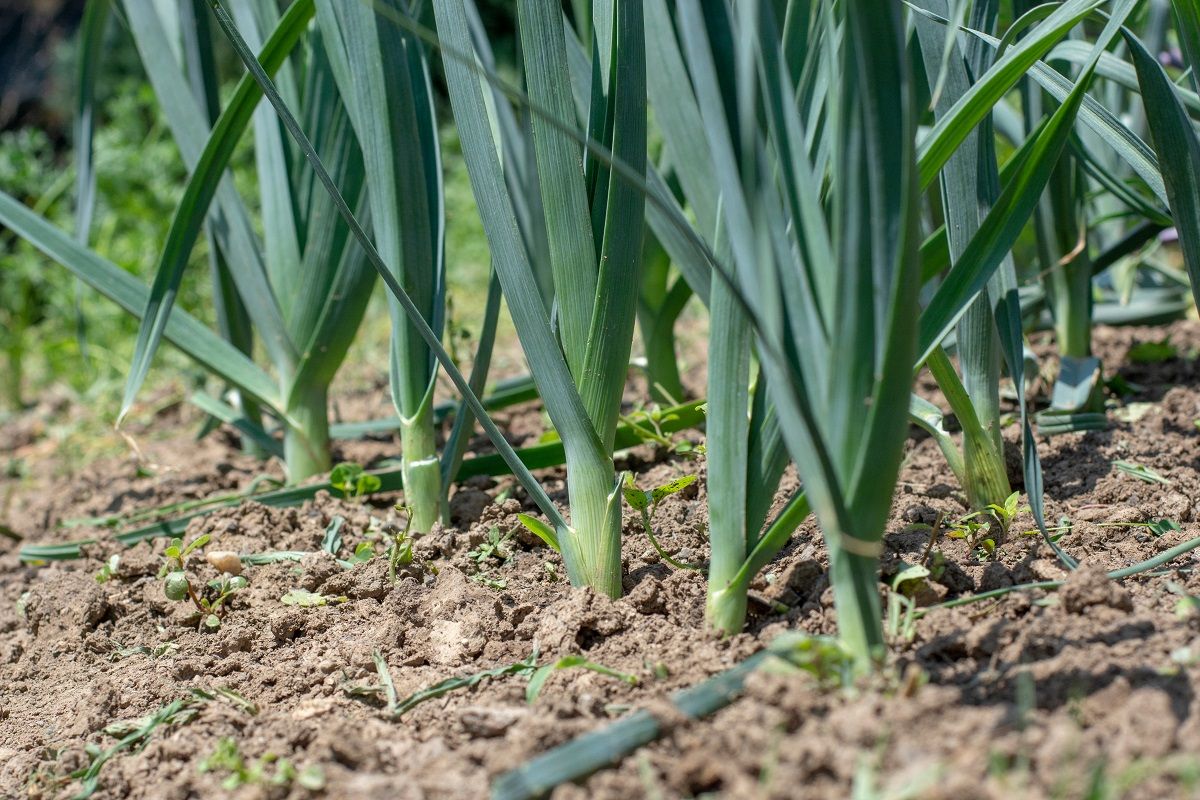 A póréhagyma rendszeres öntözés mellett termeszthető /Fotó: Shutterstock