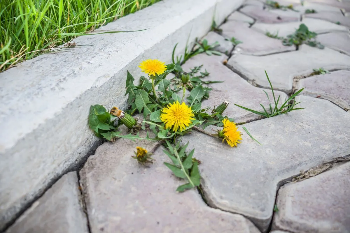 Bosszantó a térkövek között kibújó gaz / Fotó: Shutterstock