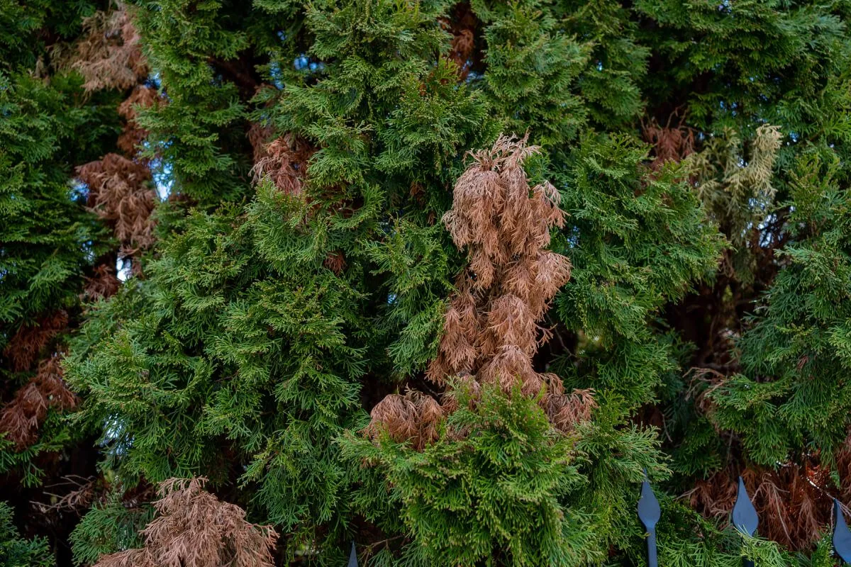 A forró nyári napok miatt sok kertből eltűnhetnek a tuják /Fotó: Shutterstock