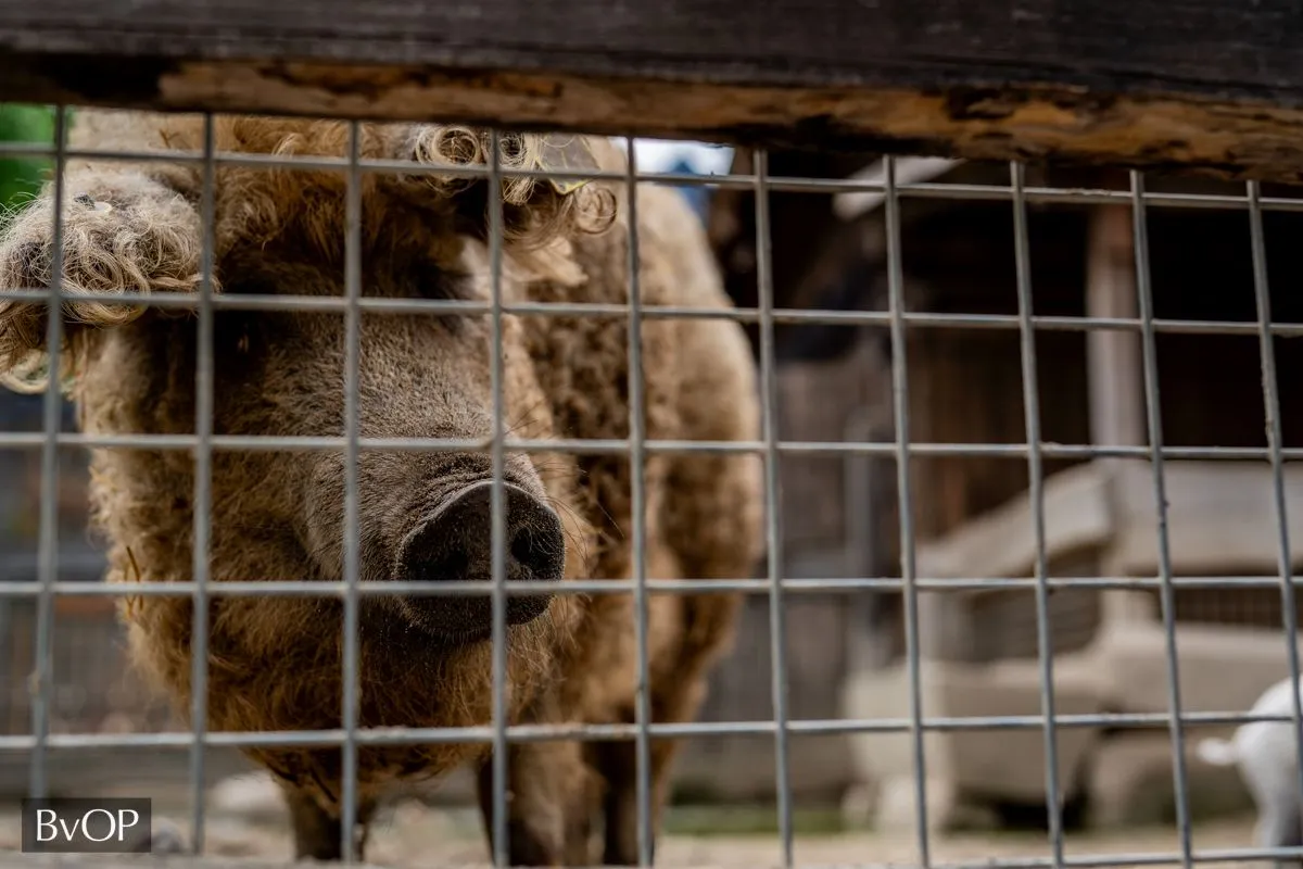 A börtönből az állatkertbe költözött a mangalicamama /Fotó: BvOP