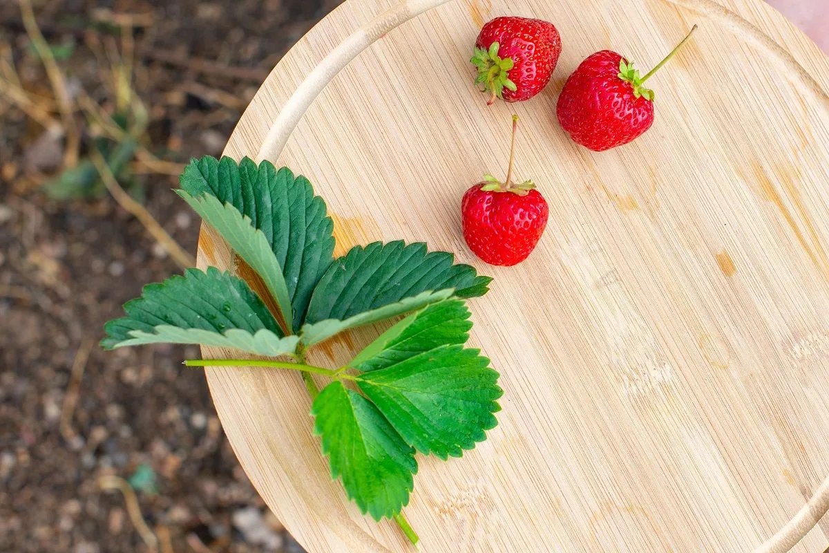 Számos betegség ellen hatásos az eperlevél / Borítókép: Shutterstock