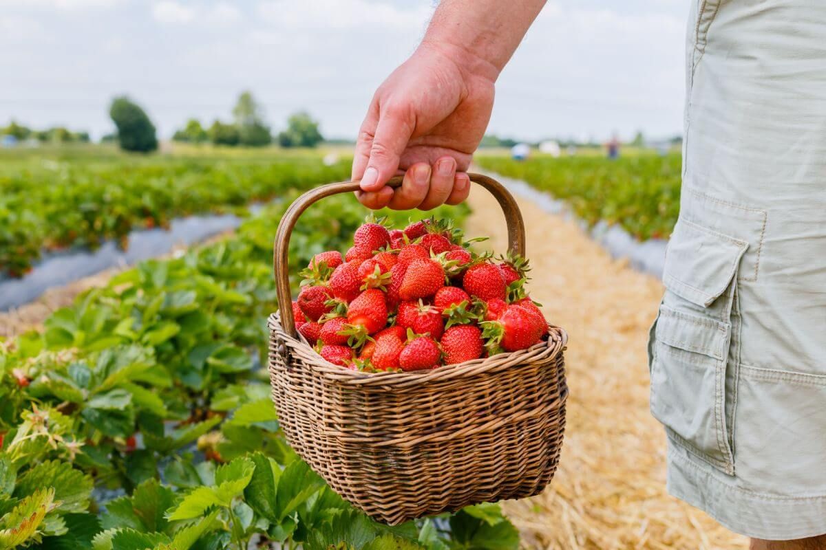 A tiltással védik a gyümölcsöket, a többi vásárlót, a gyermekeket és a munkájukat is / Fotó: Shutterstock