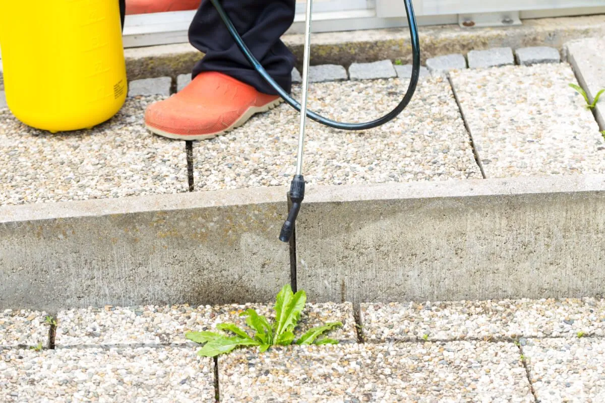 A mosogatószeres oldat környezetbarátabb megoldás a gyomirtó vegyszereknél /Fotó: Shutterstock