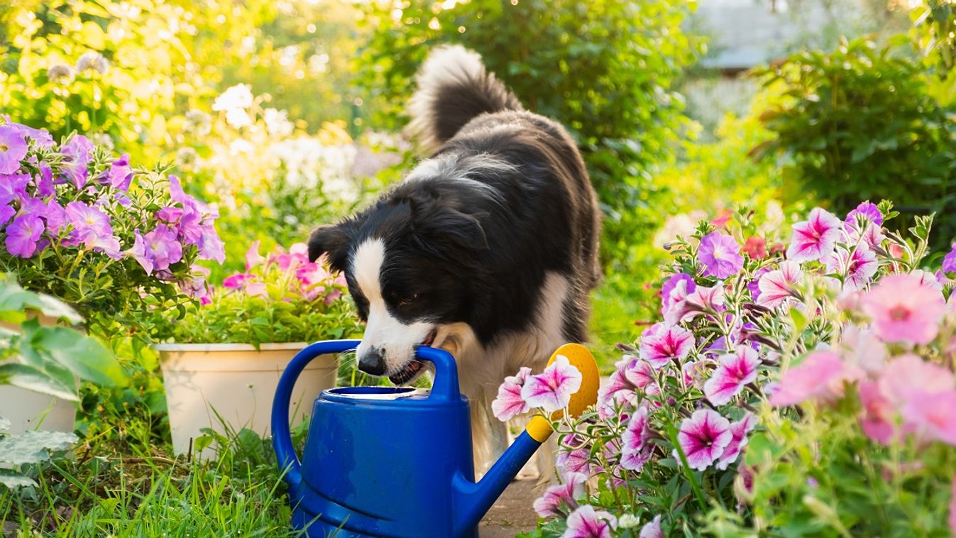 Kutya és kert / Fotó: Shutterstock