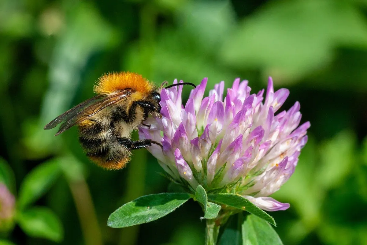 A vöröhere a beporzók miatt is jó választás / Fotó: Shutterstock