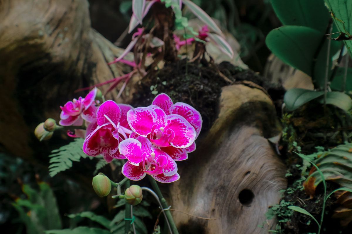 Bármilyen szép is külföldön az utcán virágzó orchidea, ne hozz belőle haza! / Fotó: Shutterstock