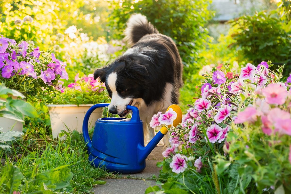 Gondoskodj arról, hogy a kutya is jól érezze magát a kertben / Fotó: Shutterstock