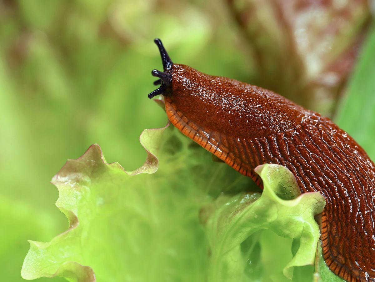 A meztelencsigák imádják a zsenge leveleket / Fotó: Shutterstock