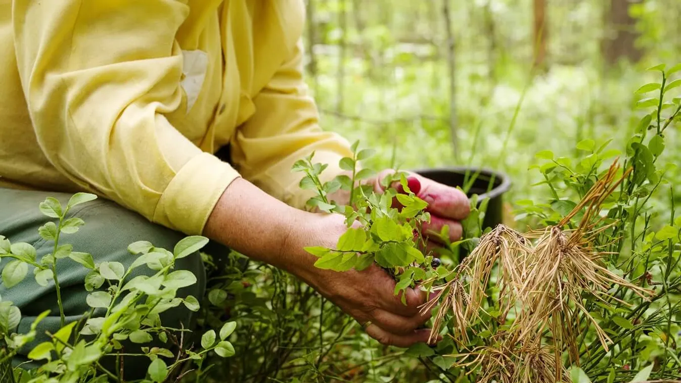 Az erdőkben gyógynövényeket, gombákat, gyümölcsöket és terméseket is gyűjthetünk /Fotó: Shutterstock