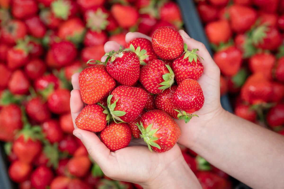 Hamarosan indulnak a szedd magad akciók, ahol finom hazai eperhez juthatunk hozzá (Fotó: Shutterstock)