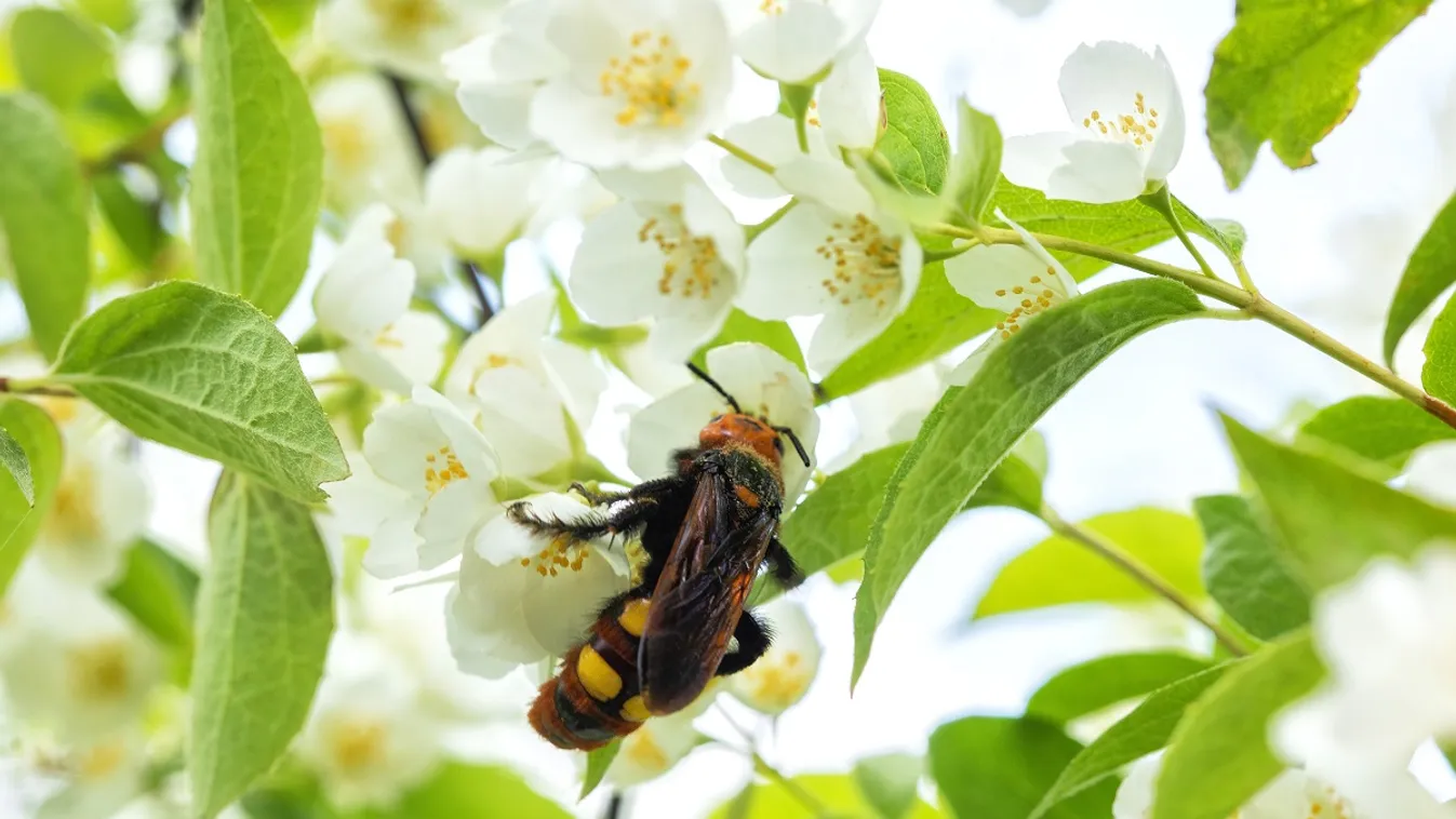 Májustól jelennek meg a kertekben a tőrösdarazsak /Fotó: Shutterstock