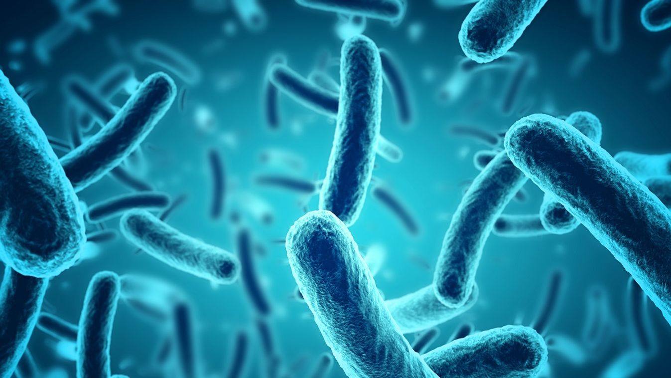 Bacillus /Fotó: Shutterstock