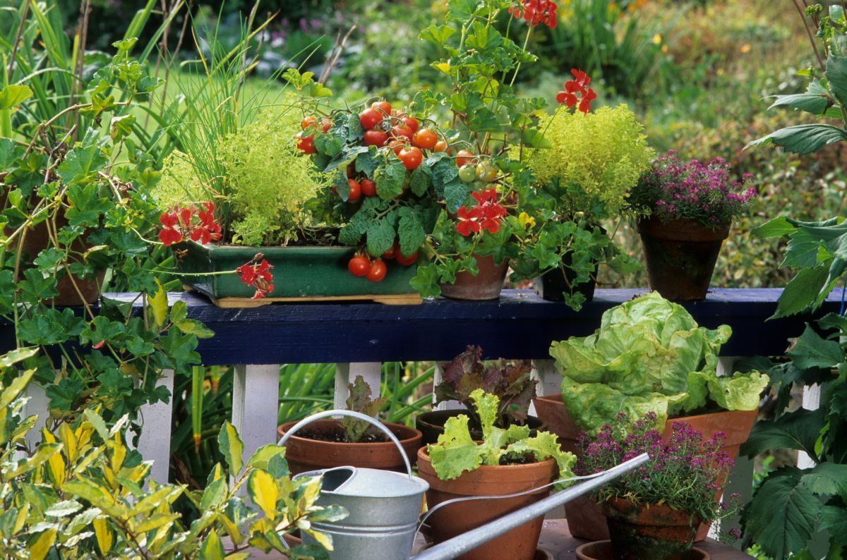 A paradicsom a terasz vagy balkon dísze lehet - ráadásul finom is! / Fotó: Shutterstock