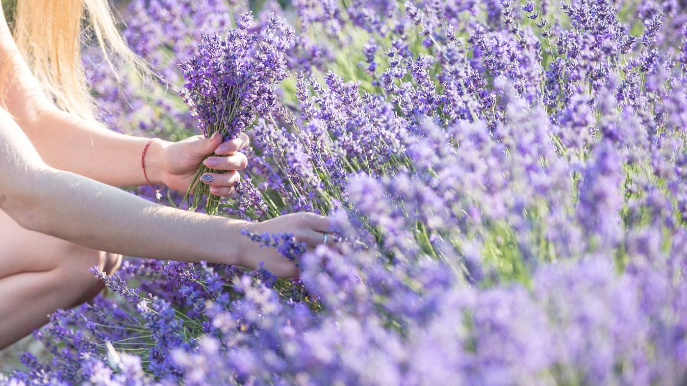 Szedd Magad Levendula: térképen az összes magyar levendulás /Fotó: Shutterstock