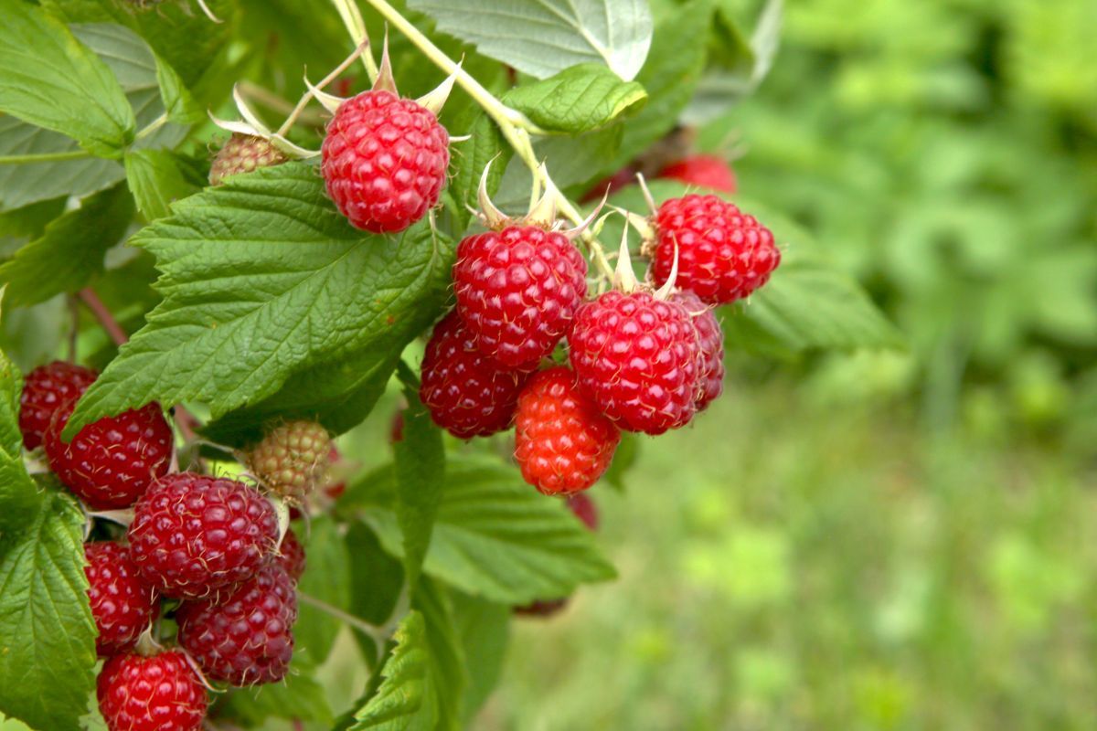 A természetes trágya is csodákra képes / Fotó: Shutterstock