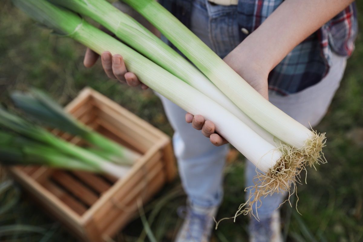 Még nincs késő elültetni a póréhagymát, hogy őszre saját termésből főzhess /Fotó: Shutterstock