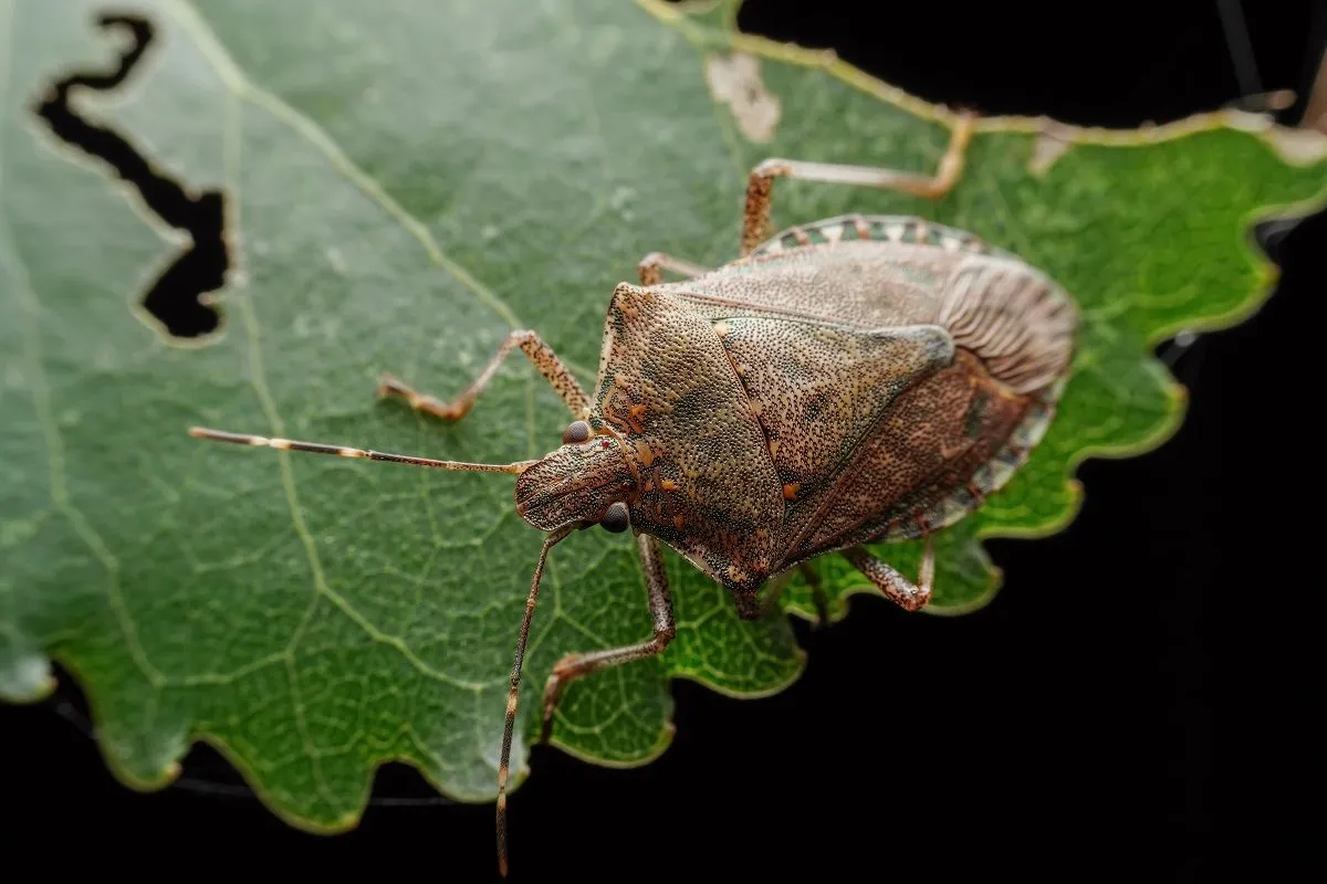 A poloska a legapróbb résen is képes átbújni, ezért a kertből könnyen bejuthat a lakásba / Fotó: Shutterstock