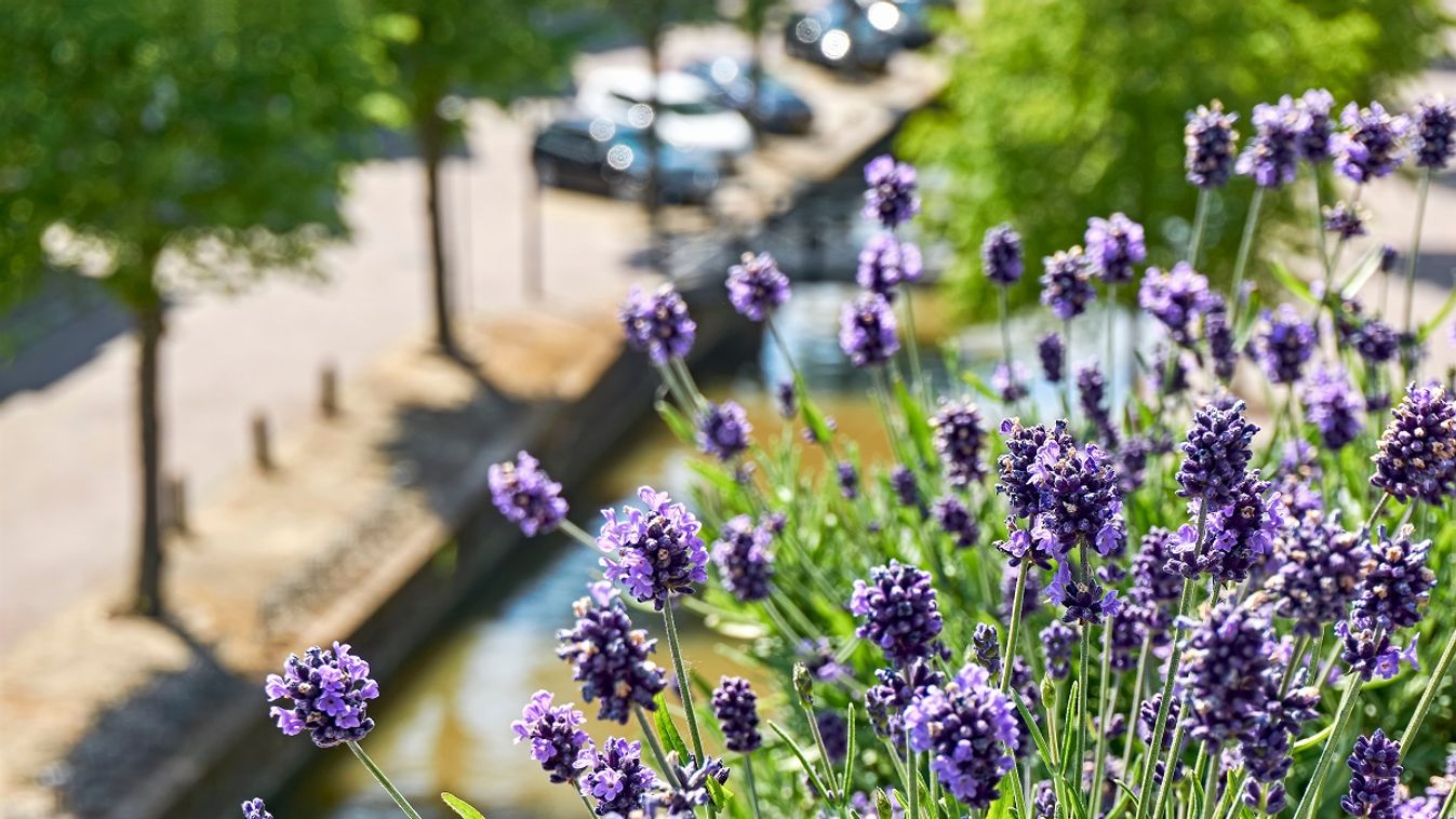 Legyen bárhol a levendula, erkélyen vagy a kertben, mindenhol illatos dísze a környezetünknek /Fotó: Shutterstock