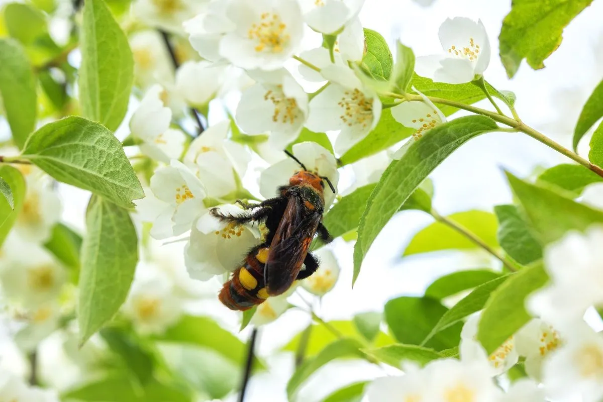 Májustól jelennek meg a kertekben a tőrösdarazsak /Fotó: Shutterstock