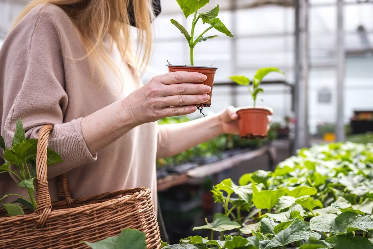 Próbáljunk meg olyan palántát választani, amely a fajtára jellemző színű, zömök és erős / Fotó: Shutterstock