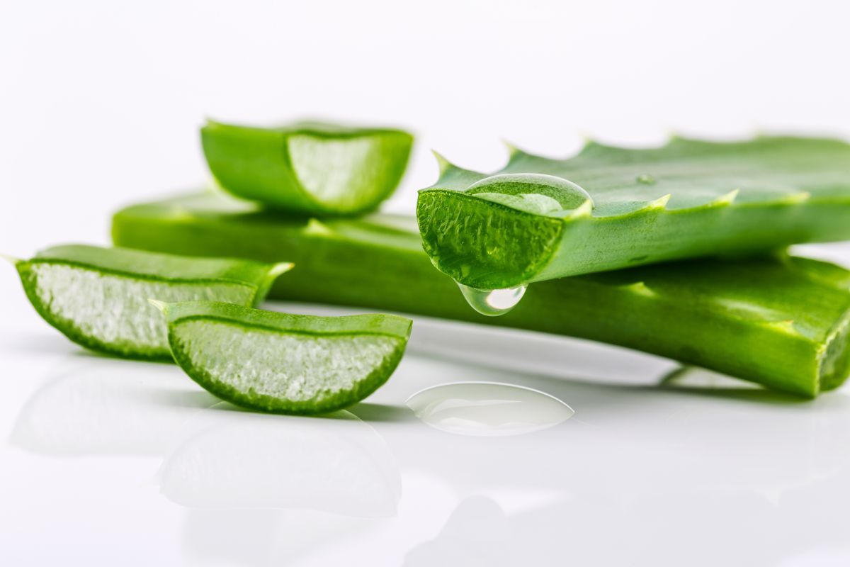 Az aloe vera hatékony gyulladáscsökkentő, bőrnyugtató / Fotó: Shutterstock