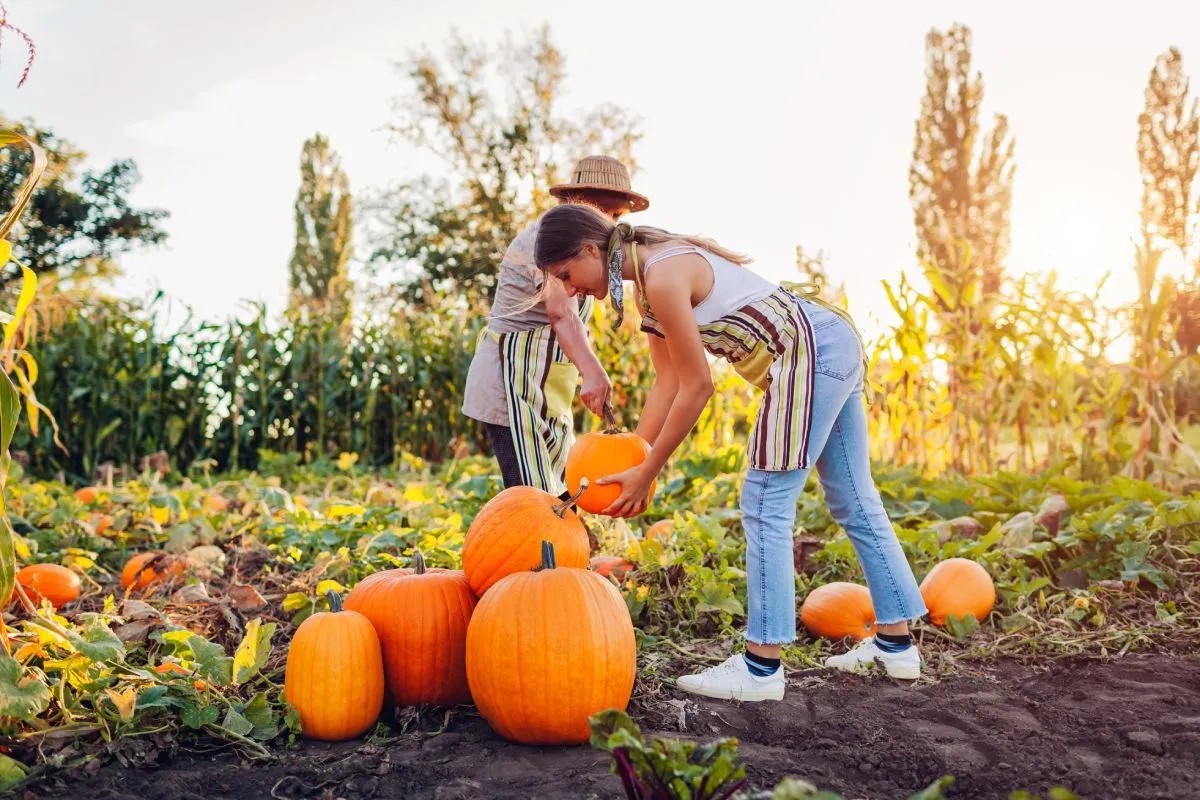 A kora ősz még számos feladatot tartogat a kertészkedőknek / Fotó: Shutterstock