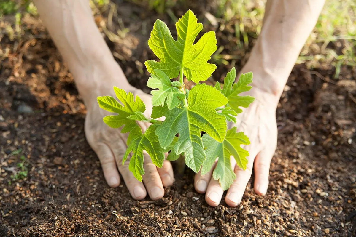 A fügecsemetének sok vízre van szüksége /Fotó: Shutterstock