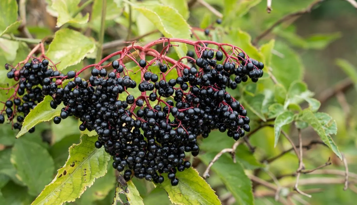 A bodzabogyó értékes anyagokban gazdag, de nyersen nem fogyasztható / Fotó: Shutterstock