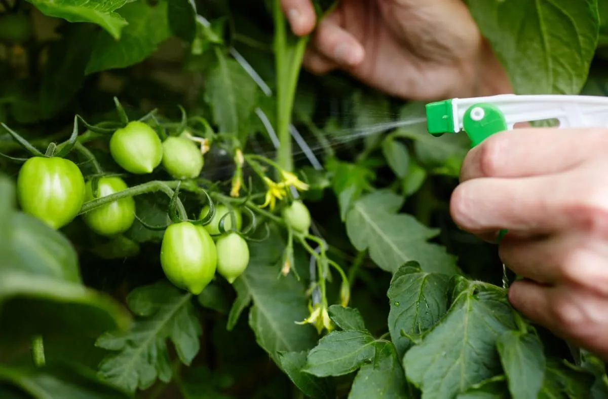 Tej és víz megfelelő arányú keverékével vegyszermentes permetet készíthetünk a paradicsomokra /Fotó: Shutterstock