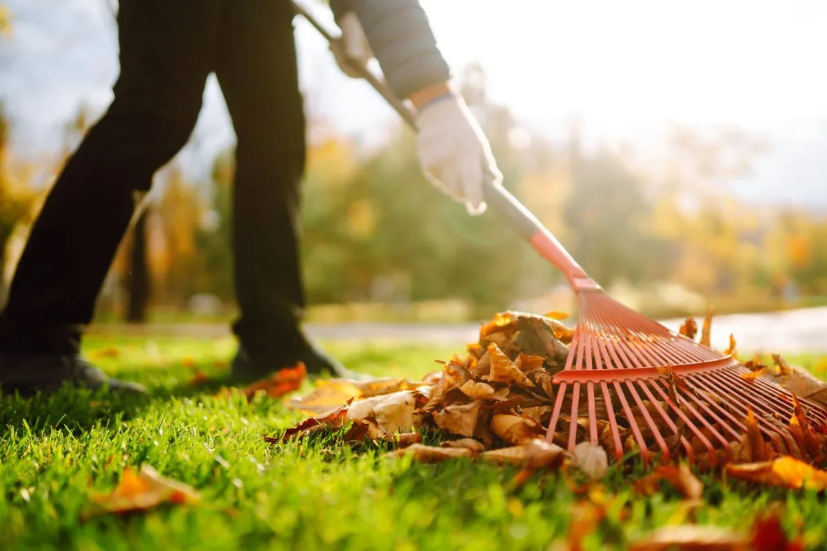 A fűre hullott leveleket is jobb összeszedni / Fotó: Shutterstock