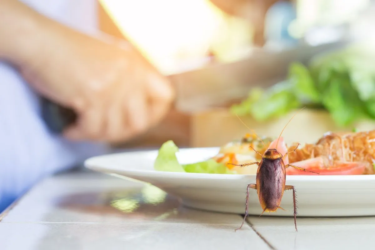 A csótányok sokféle betegséget terjeszthetnek / Fotó: Shutterstock 