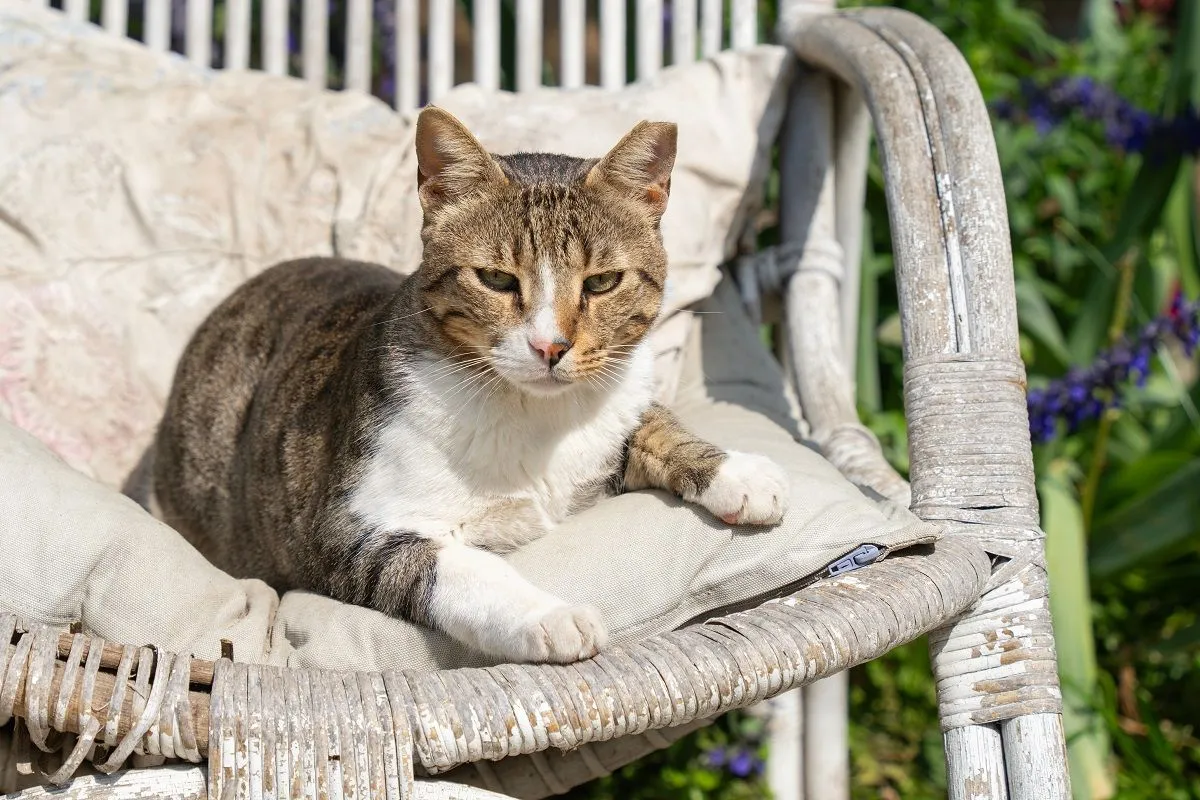 A patkányok nagyon félnek a macskától / Fotó: Shutterstock