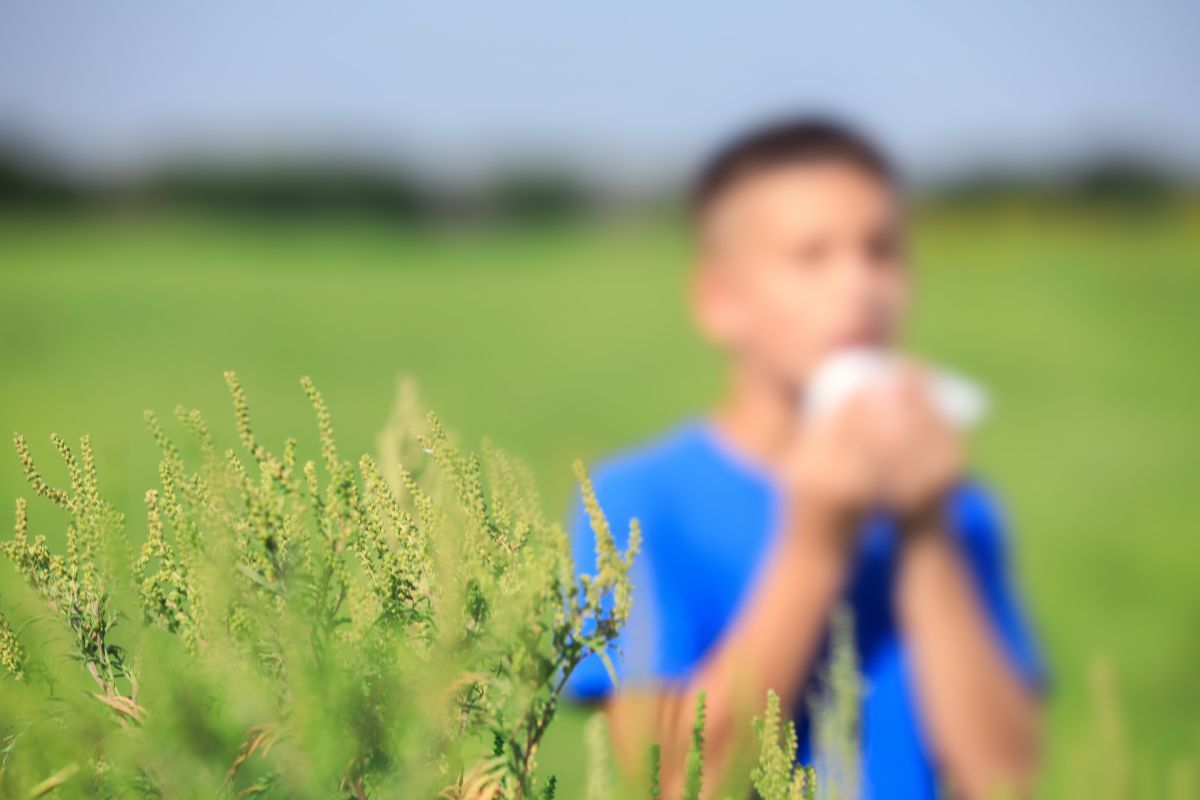 A parlagfű pollenje sokak életét keseríti meg a nyár utolsó hónapjában / Fotó: Shutterstock