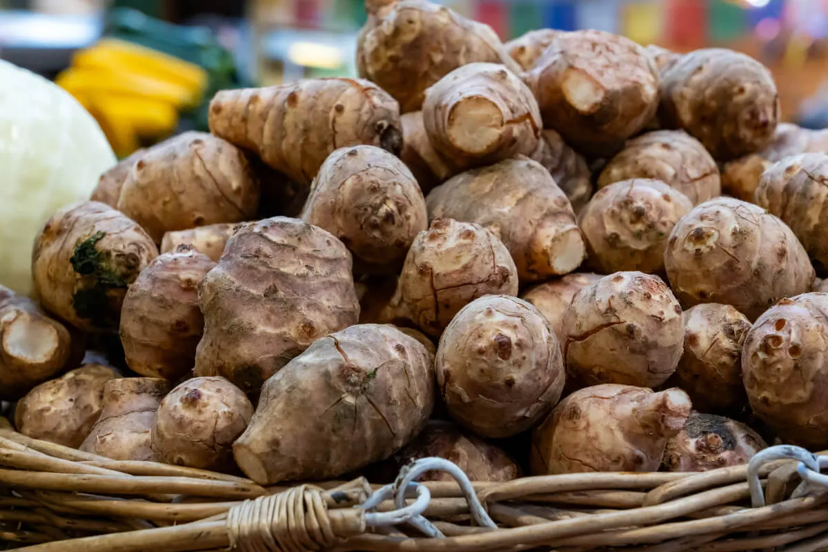 A csicsóka egykor a burgonyának is komoly vetélytársa volt