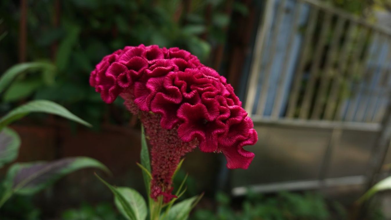 Celosia,Argentea,Var.,Cristata,(formerly,Celosia,Cristata),,Known,As,Cockscomb,